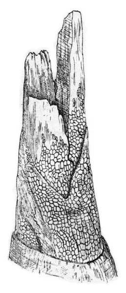 Stereum frustulosum，复古雕刻. — 图库照片