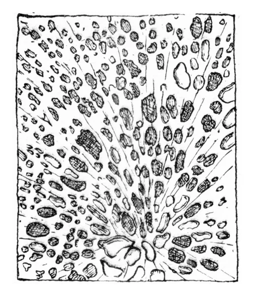 Cross section of wood, corroded by Stereum frustulosum, vintage — Stock Photo, Image