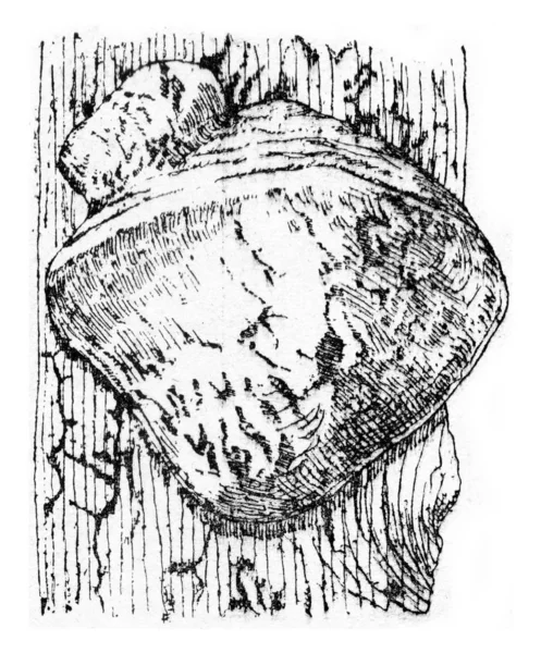 Блок плодов Polyporus hartigii, винтажная гравировка . — стоковое фото