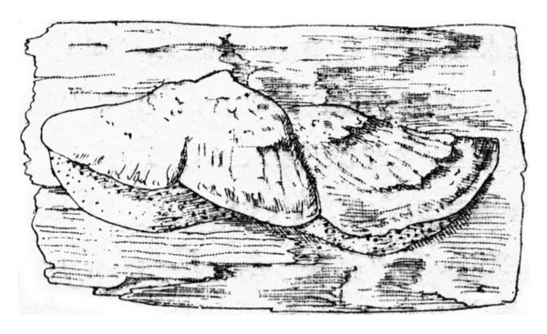 Одиниця плодоношення Polyporus borealis, вінтажна гравюра . — стокове фото
