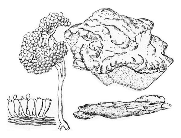 Polyporus sulphereus, gravure vintage . — Photo