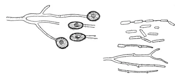 Conidia form, Chlamydospores och grobarhet, vintage gravyr. — Stockfoto