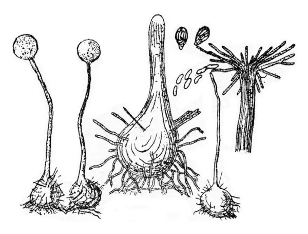Καρποφόρα συσκευή (perithecium) του μύκητα, vintage χαρακτική. — Φωτογραφία Αρχείου
