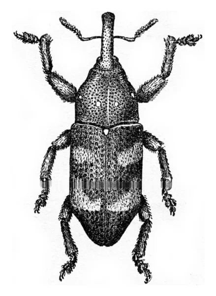 Pissodes harcyniae, vintage engraving. — Stock Photo, Image