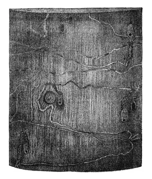 Пісоди Харцинія личинки галереї і чашолистки ялина — стокове фото
