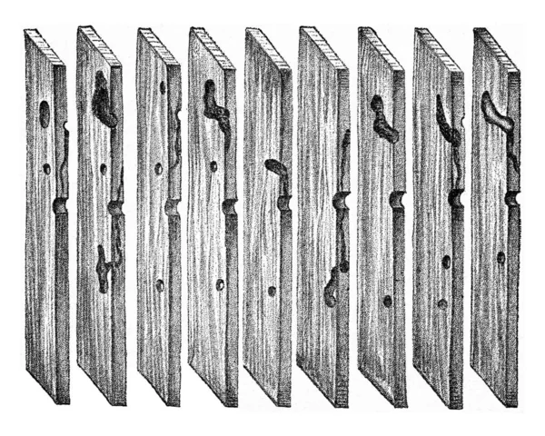Secciones radiales de madera de pino, mostrando el camino de Hylesinus mino —  Fotos de Stock