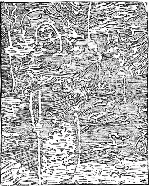 Hylesinus piniperda spår av Gran, Barken har tagits, — Stockfoto