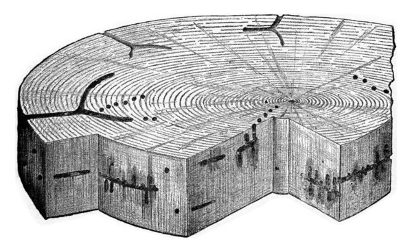 Arandela de madera ataque por lineatus Tomicus, grabado vintage . — Foto de Stock