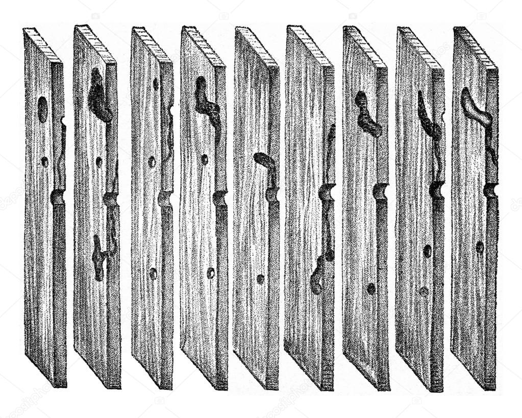 Radial sections of pine wood, showing the path of Hylesinus mino