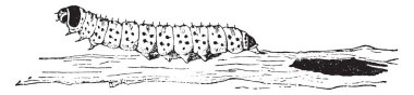 Sarı caterpillar ahşap veya caterpillar kestane, vintage oyulmuş illüstrasyon