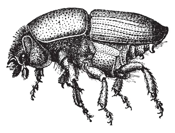 Sibirische Nadelseidenmotte Sehr Geschwollen Gravierte Illustration — Stockvektor