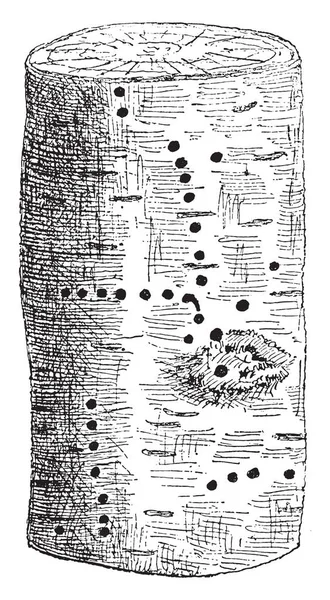 バーチのシベリアの針葉樹絹蛾の空気穴のシリーズ ヴィンテージ刻まれた図 — ストックベクタ