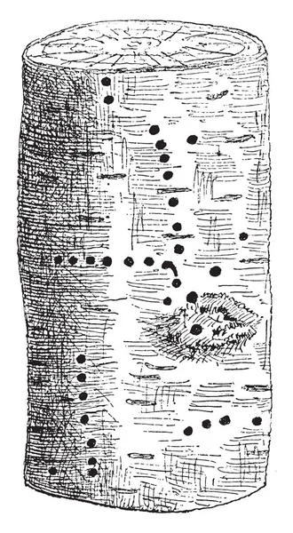 Serie Fori Aria Della Falena Seta Siberiana Conifere Betulla Illustrazione — Vettoriale Stock