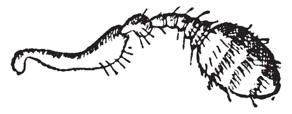 Myelophilus 빈티지 새겨진된 — 스톡 벡터