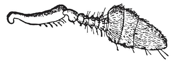 Hylesinus ビンテージの刻まれた図 — ストックベクタ