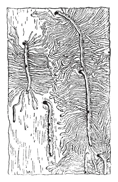 Ägggallerier Och Gallerier Hylesinus Larvae Piniperda Årgång Graverad Illustration — Stock vektor