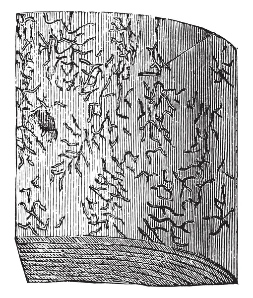 Fichte Mit Larvengalerien Illustration Mit Gravur — Stockvektor