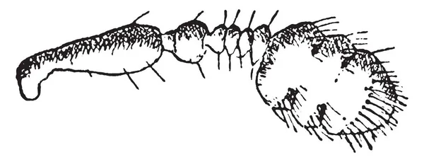 Pityophthorus Vintage Gravada Ilustração — Vetor de Stock