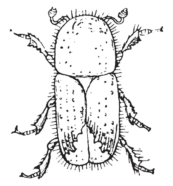 欧洲云杉树皮甲虫 复古刻插图 — 图库矢量图片