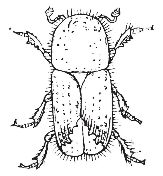 스프루 딱정벌레 빈티지 새겨진 — 스톡 벡터