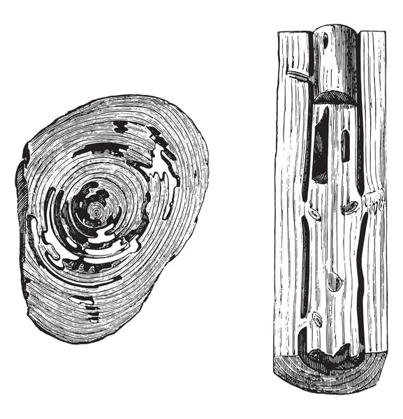 Abitazione Del Legno Mangiato Dalle Formiche Tronco Albero Ago Illustrazione — Vettoriale Stock