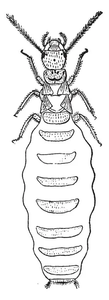 Těhotná Fena Královna Termites Lucifugus Lespes Starodávná Rytá Ilustrace — Stockový vektor