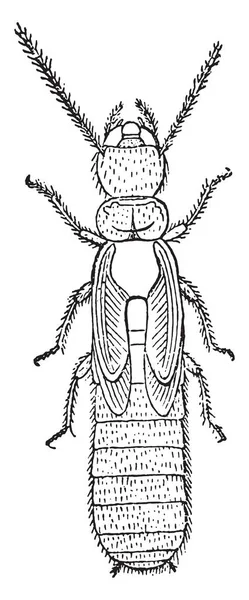 Nymfa Termites Lucifugus Lespes Archivní Rytá Ilustrace — Stockový vektor