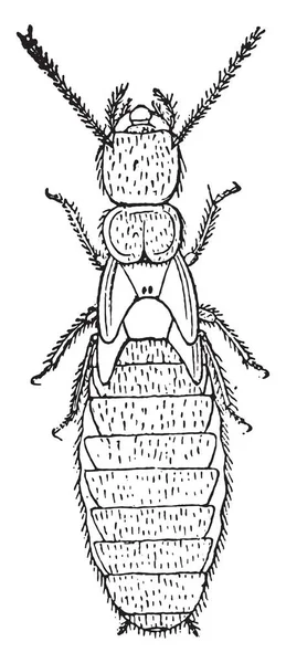 Nymph Den Andra Formen Termites Lucifugus Efter Lespes Vintage Graverad — Stock vektor