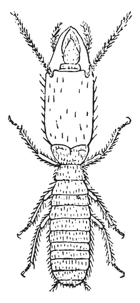 Soldat Termites Lucifugus Efter Lespes Vintage Graverad Illustration — Stock vektor