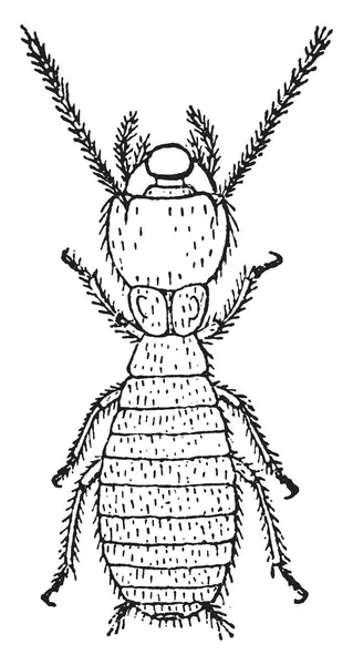 Arbeiter Termiten Lucifugus Nach Lespes Gravierte Illustration — Stockvektor