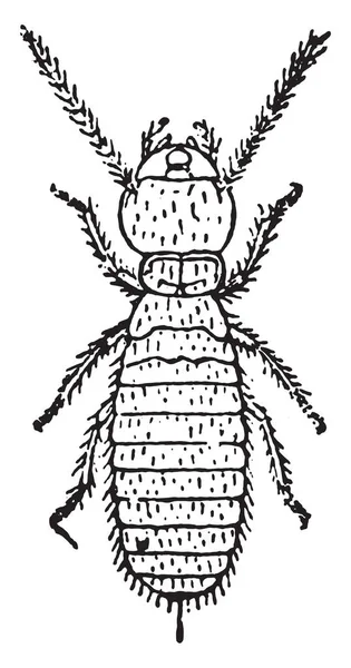 Larva Termites Lucifugus Lespes Archivní Rytá Ilustrace — Stockový vektor