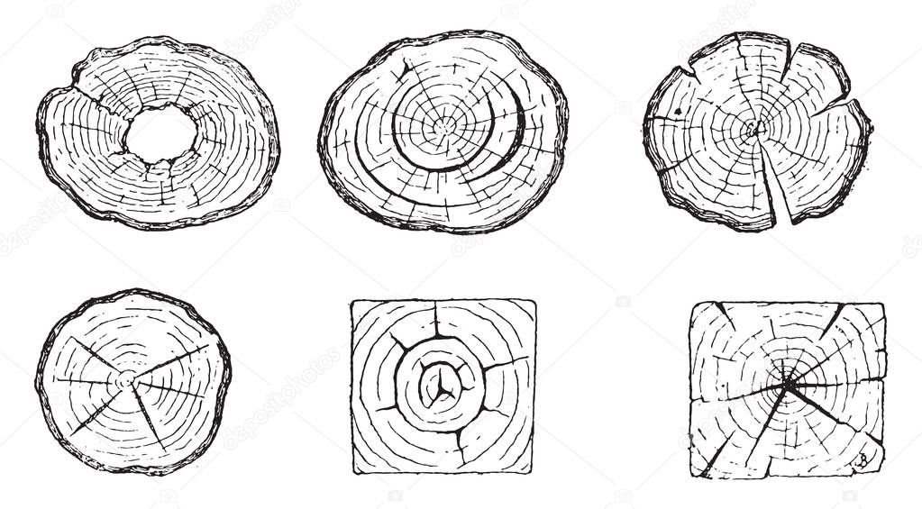 Wood rotted heart, sluts, cures chapped, frost cracks, roulure cadranee, cadranure, vintage engraved illustration