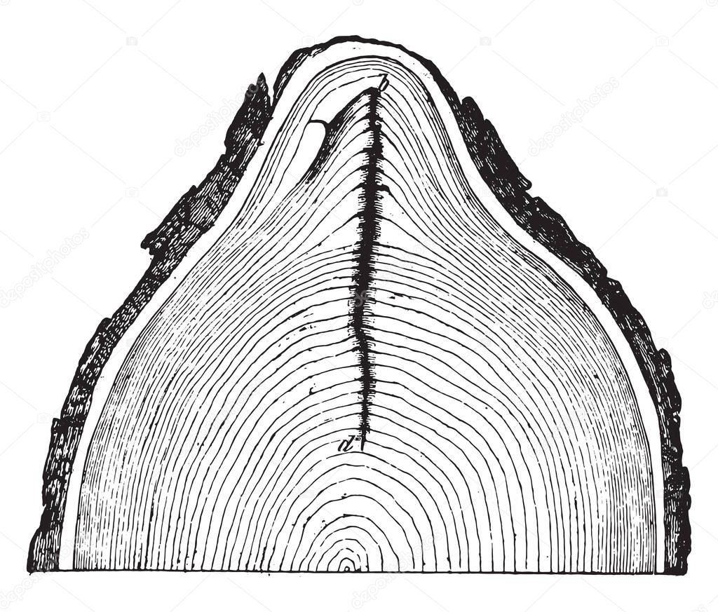 Frost cracks of an oak trunk, vintage engraved illustration