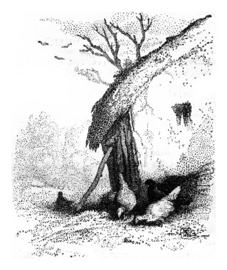 Kesik, vintage oyma çizim.