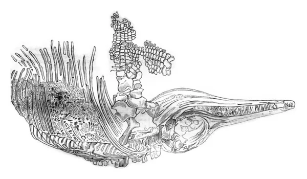 Esqueleto de um ictiossauro, gravura do vintage . — Fotografia de Stock