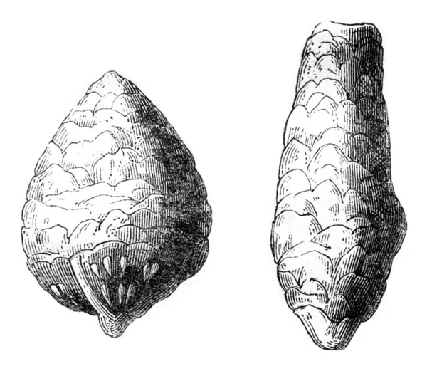 Coprolites 분필, 그리고 Inleid 라는 독에서 발견 — 스톡 사진