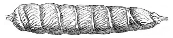 Darm eines Hartriegels, mit römischem Zement injiziert, Jahrgang engr. — Stockfoto