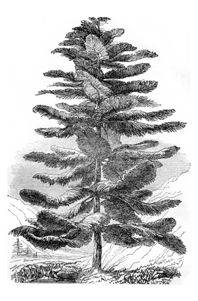 Araucaria excelsa nebo borovice ostrov Norfolk, vintage gravírování. — Stock fotografie