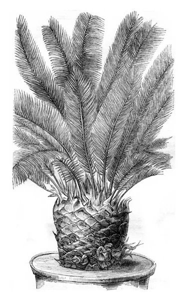 Cycas revoluta, med knoppar mellan leaf axils, vintage märkta — Stockfoto
