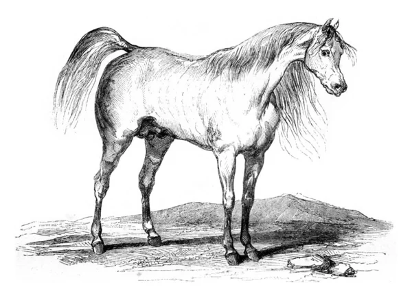 Arabische paard, vintage gravure. — Stockfoto