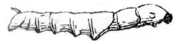 Червь в конце второго века, винтажная гравировка . — стоковое фото