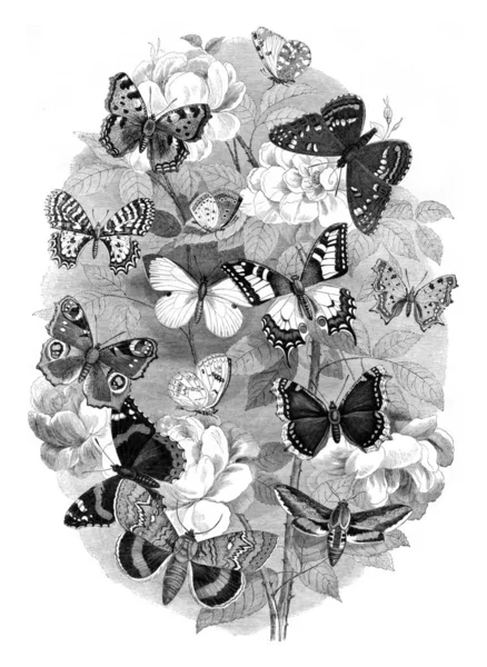 Choix de papillons, gravure vintage . — Photo