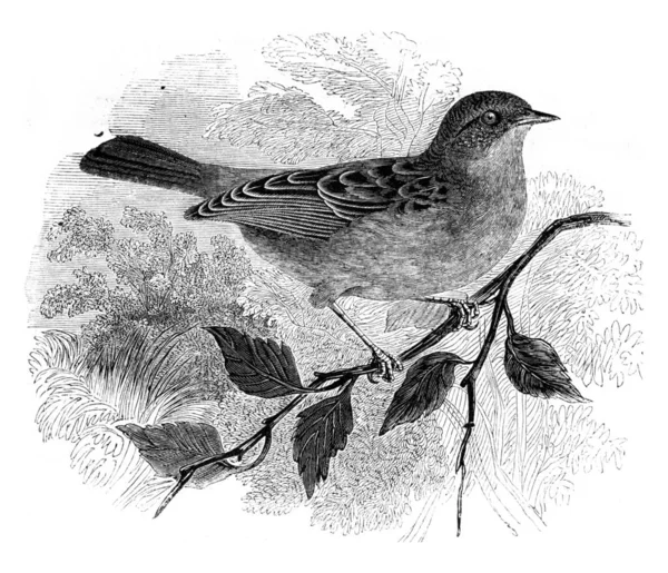 Dunnock, Accentor modularis, gravure vintage . — Photo