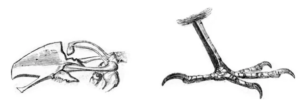 ヨーロッパカヤクグリの骨と胸骨の足型彫刻. — ストック写真