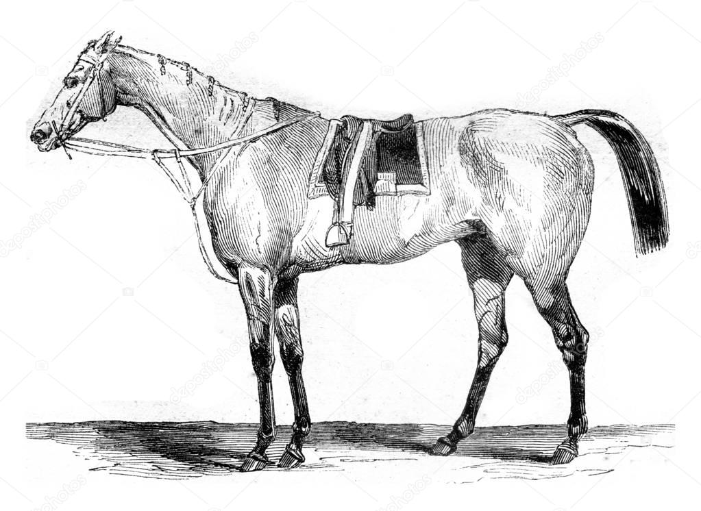 Thoroughbred racehorse, vintage engraving.
