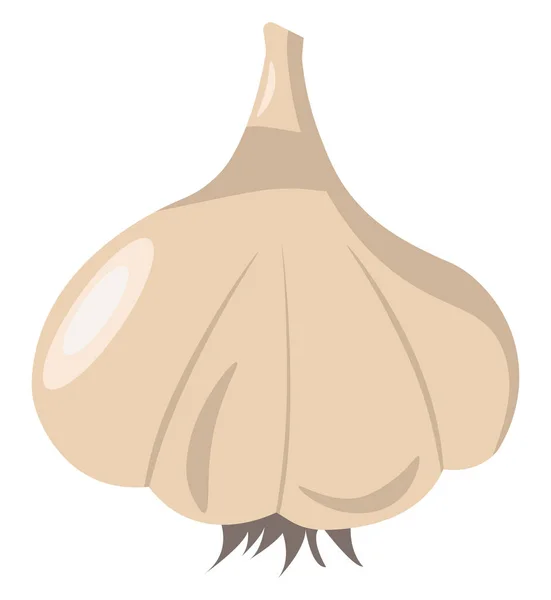 Knoflook, illustratie, vector op witte achtergrond. — Stockvector