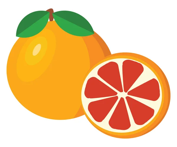 Grapefruit, Illustration, Vektor auf weißem Hintergrund. — Stockvektor