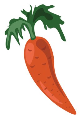 Havuç, illüstrasyon, beyaz arka plan üzerinde vektör.