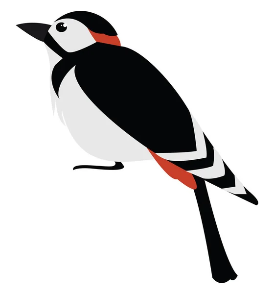 Woodpecker, illusztráció, vektor fehér alapon. — Stock Vector