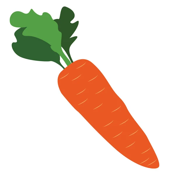 Orange carrot, illustration, vector on white background. — Stock Vector